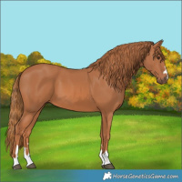 Horse Color:Chestnut 