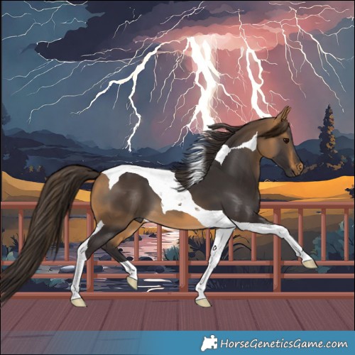 Horse Color:Buckskin Tobiano