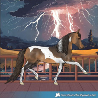 Horse Color:Buckskin Tobiano 