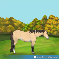 Horse Color:Buckskin Tobiano 