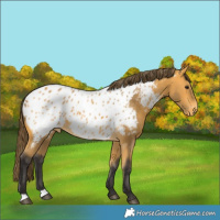 Horse Color:Buckskin Near Leopard 