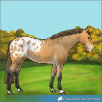 Horse Color:Buckskin Appaloosa 
