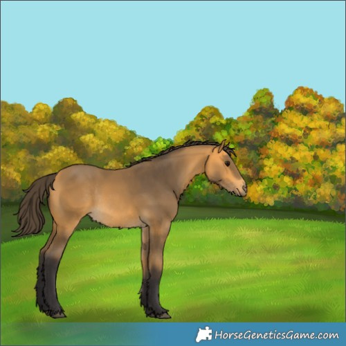 Horse Color:Buckskin Rabicano 