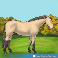 Horse Color:Buckskin Appaloosa 