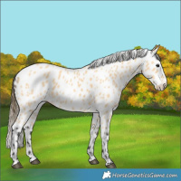 Horse Color:Buckskin Leopard