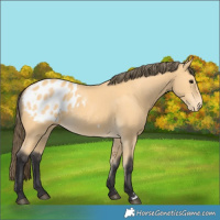 Horse Color:Buckskin Blanket
