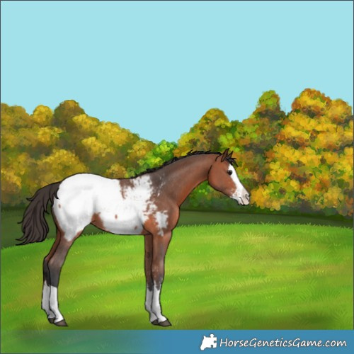 Horse Color:Bay Sabino Splash Appaloosa 