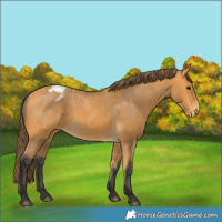 Horse Color:Buckskin Blanket