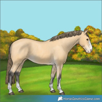 Horse Color:Buckskin Varnish 