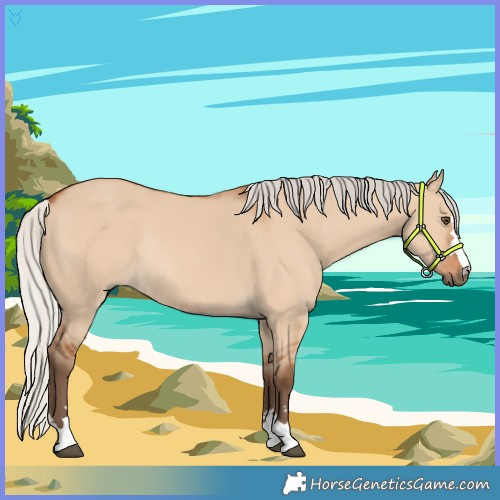 Horse Color:Silver Bay Dun Rabicano 