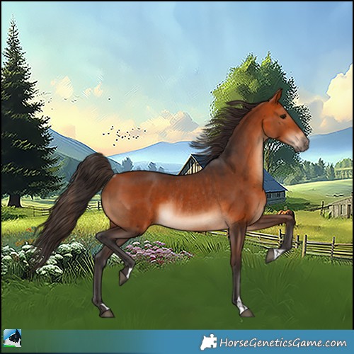 Horse Color:Bay Rabicano and Bay Rabicano