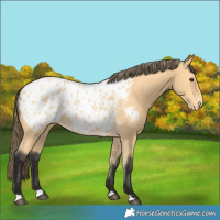 Horse Color:Buckskin Blanket 