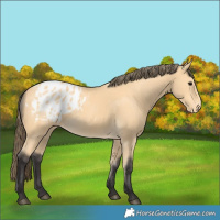 Horse Color:Buckskin Blanket 