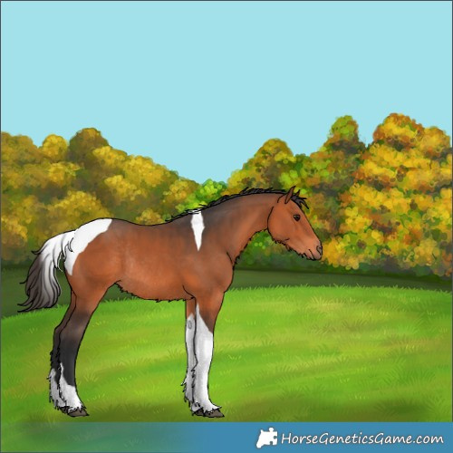 Horse Color:Bay Tobiano Rabicano 