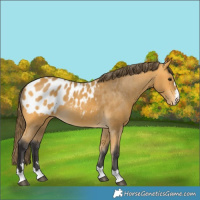 Horse Color:Buckskin Blanket