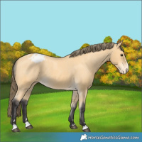 Horse Color:Buckskin Varnish