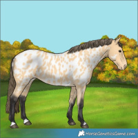 Horse Color:Buckskin Near Leopard