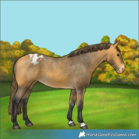 Horse Color:Buckskin Appaloosa