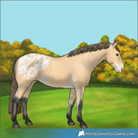 Horse Color:Buckskin Blanket