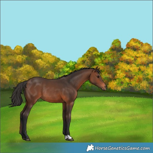 Horse Color:Brown Rabicano 