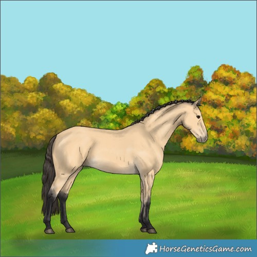 Horse Color:Buckskin 