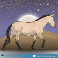 Horse Color:Bay Dun