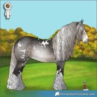 Horse Color:Gray White Spotted Silver Smoky Black Splash 