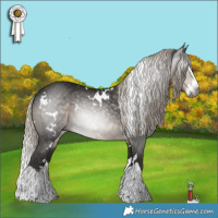Horse Color:Gray White Spotted Silver Smoky Black Splash 