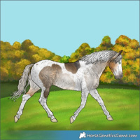 Horse Color:Gray Silver Buckskin Dun Splash Tobiano 