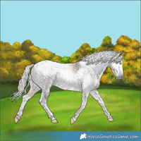 Horse Color:Gray Silver Buckskin Dun Splash Tobiano