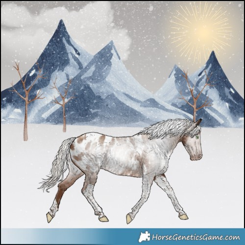 Horse Color:Gray Silver Sable Champagne Tobiano Appaloosa 