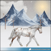 Horse Color:Gray Silver Sable Champagne Tobiano Appaloosa