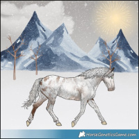 Horse Color:Gray Silver Sable Champagne Tobiano Appaloosa 