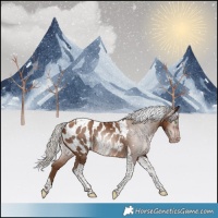 Horse Color:Gray Silver Sable Champagne Tobiano Appaloosa
