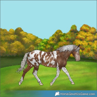 Horse Color:Gray Silver Sable Champagne Tobiano Appaloosa