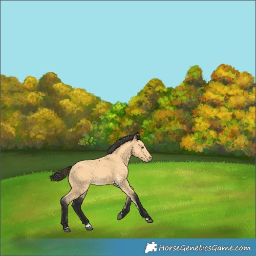 Horse Color:Buckskin 