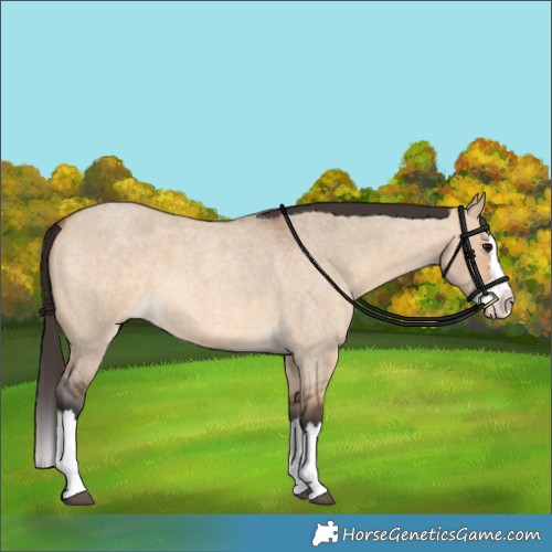 Horse Color:Bay Roan Dun Splash