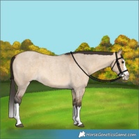 Horse Color:Bay Roan Dun Splash