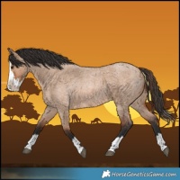 Horse Color:Bay Roan Dun Splash