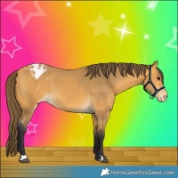 Horse Color:Buckskin Appaloosa 