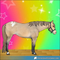 Horse Color:Buckskin Varnish