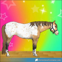 Horse Color:Buckskin Near Leopard 