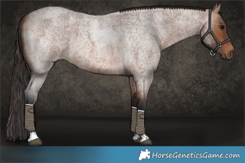 Horse Color:Bay Roan Tobiano 