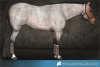 Horse Color:Bay Roan Tobiano