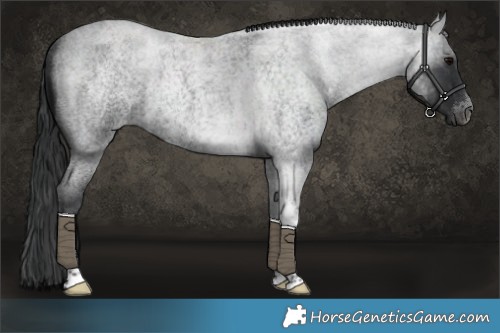Horse Color:Blue Roan Tobiano 