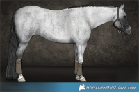 Horse Color:Blue Roan Tobiano 