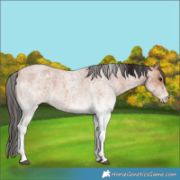 Horse Color:White Spotted Bay Roan