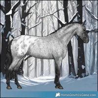 Horse Color:Blue Roan Appaloosa 
