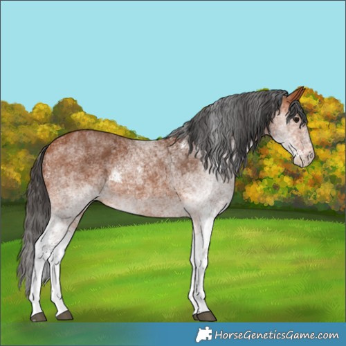 Horse Color:White Spotted Bay 