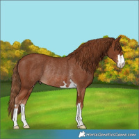 Horse Color:Chestnut Rabicano 